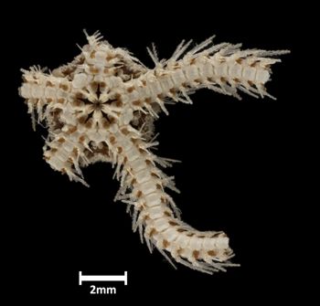 Media type: image;   Invertebrate Zoology OPH-2340 Description: Bottom up view of single ophiuroid specimen with a scale bar.;  Aspect: ventral